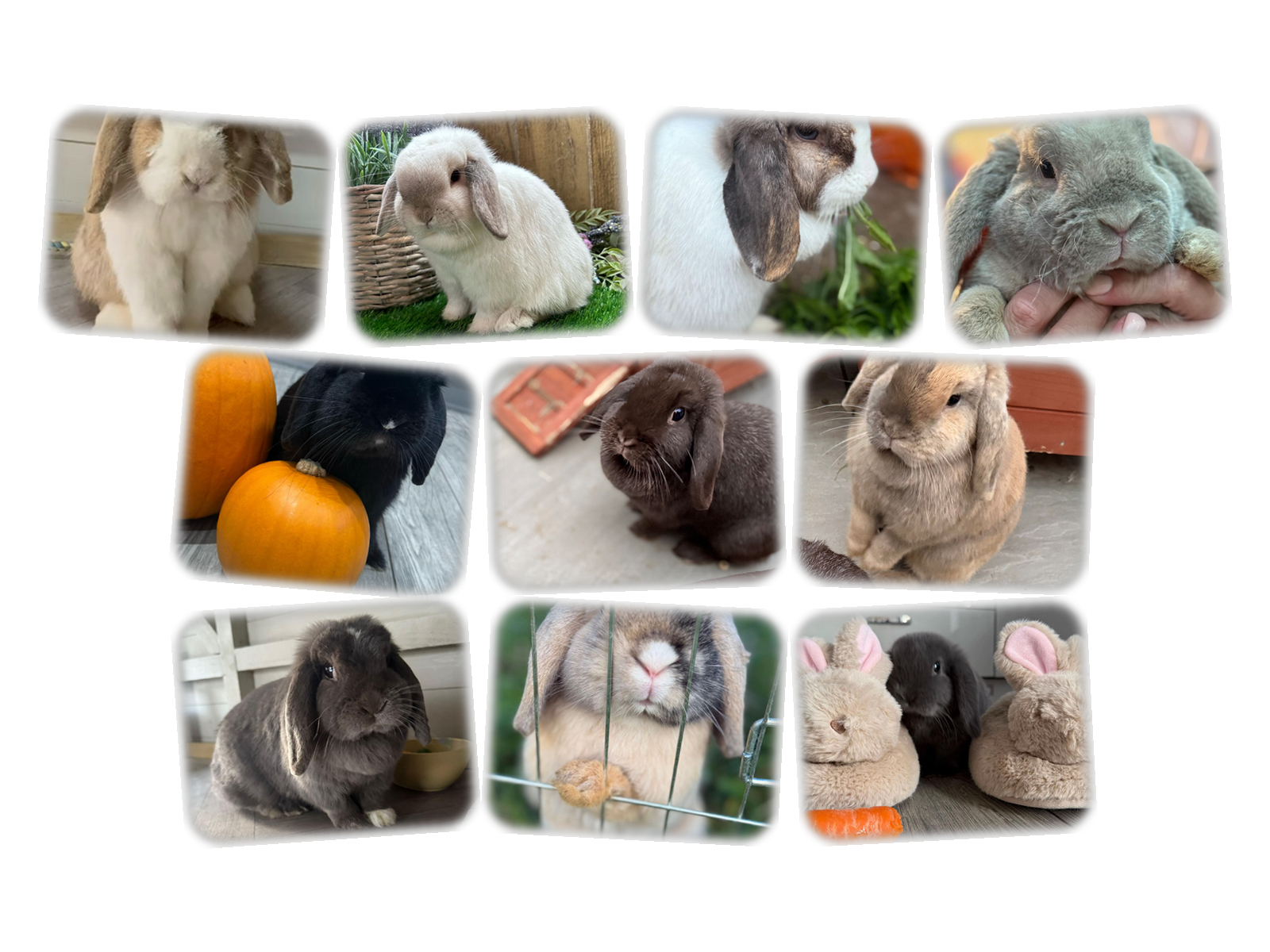 A collage of all ten Mini Lops UK rabbits sitting together